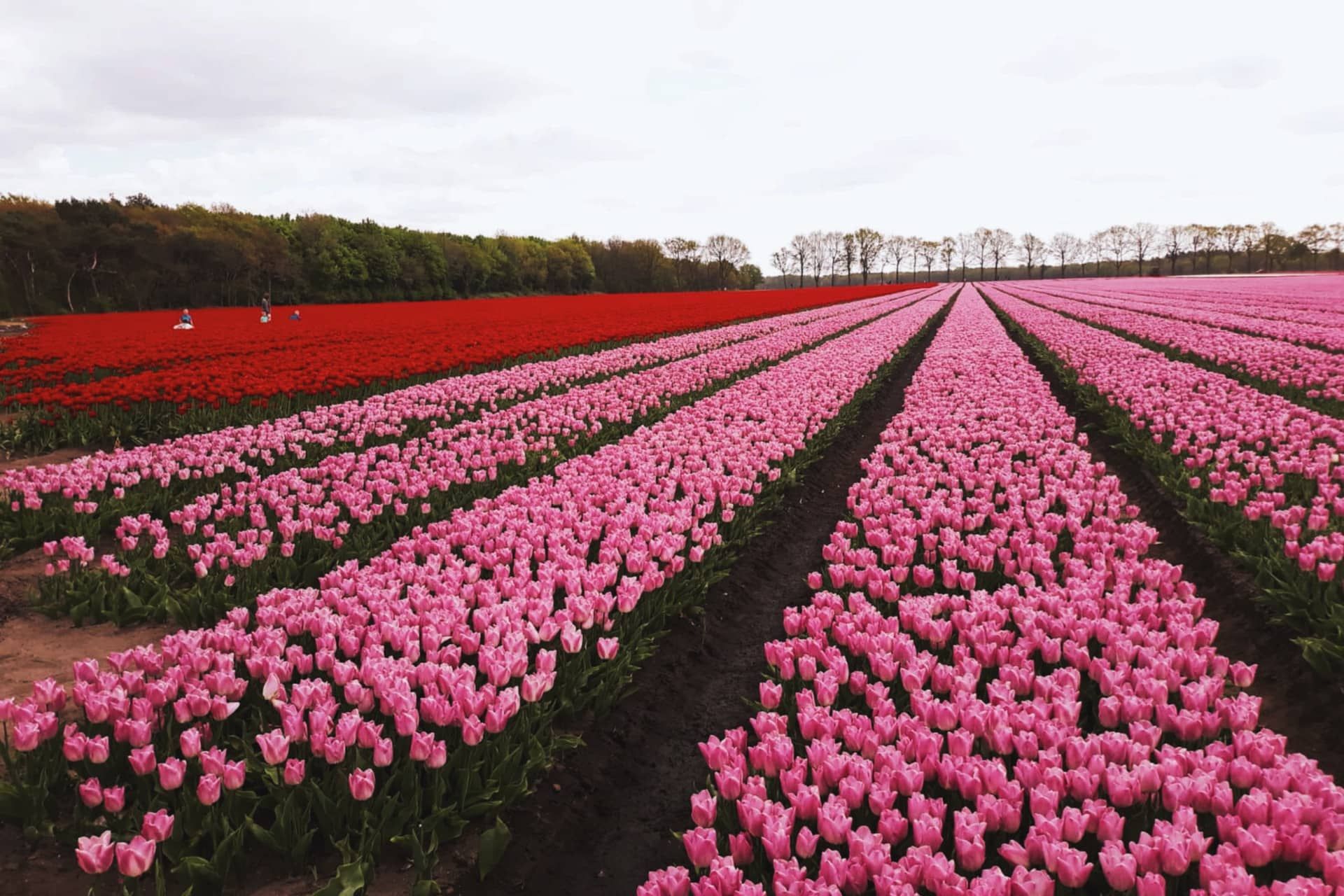 Dutch pronunciation Chinese speakers